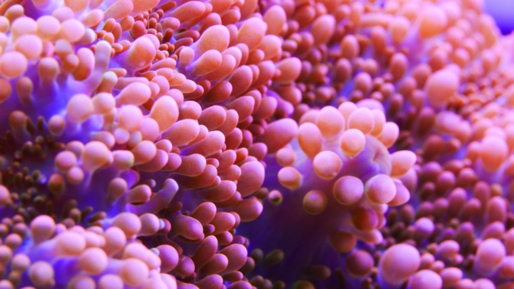 micro photography of white and orange coral